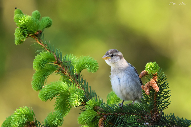 vrabec domovy Passer domesticus