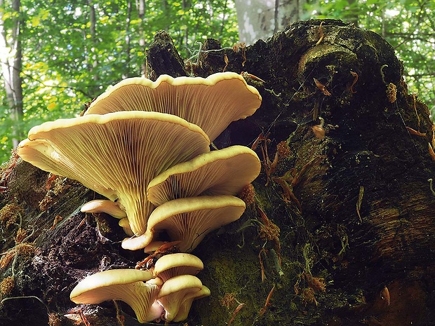 hliva buková Pleurotus pulmonarius (Fr.) Quél.