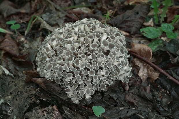 trúdnik klobúčkatý Polyporus umbellatus (Pers.) Fr.