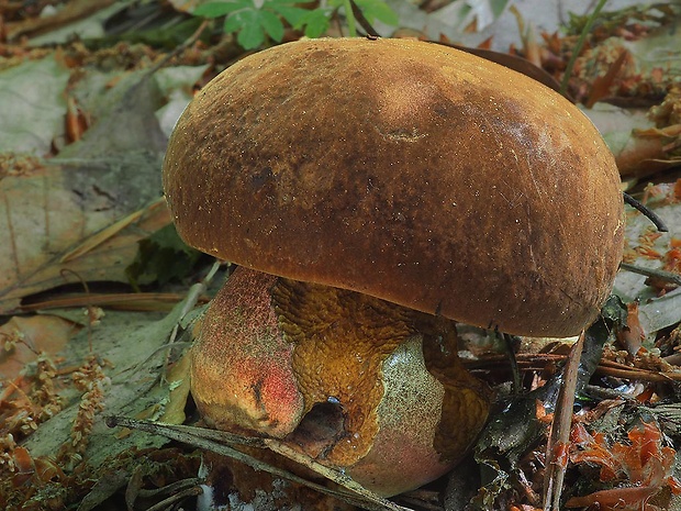 hríb zrnitohlúbikový Sutorius luridiformis (Rostk.) G. Wu & Zhu L. Yang