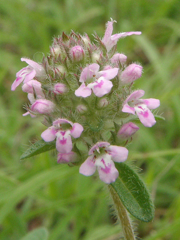 dúška Thymus sp.