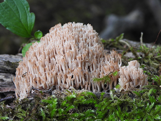 korunovec svietnikovitý Artomyces pyxidatus (Pers.) Jülich