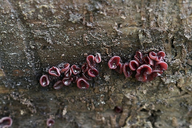 vrtidlovka Ascocoryne sp.