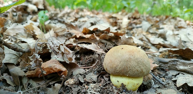 hríb príveskatý Butyriboletus appendiculatus (Schaeff. ex Fr.) Secr.