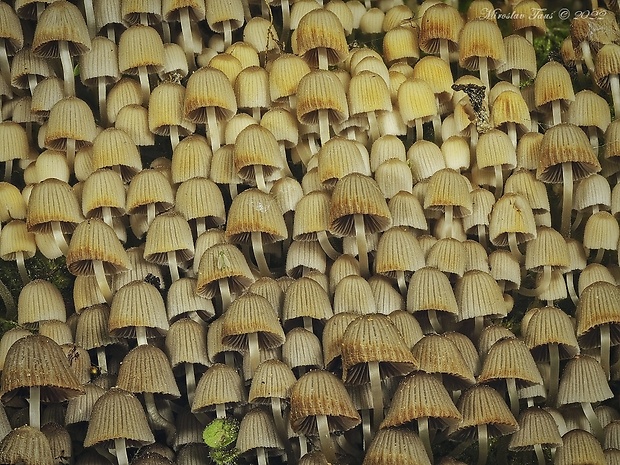 hnojník rozsiaty Coprinellus disseminatus (Pers.) J.E. Lange