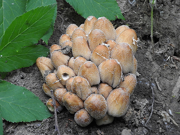 hnojník ligotavý Coprinellus micaceus (Bull.) Vilgalys, Hopple & Jacq. Johnson