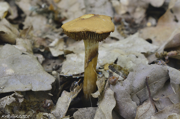 pavučinovec Cortinarius sp.