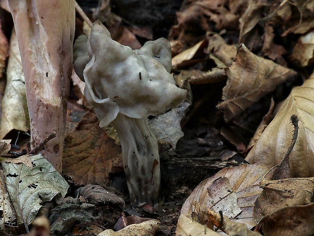 chriapač Helvella sp.