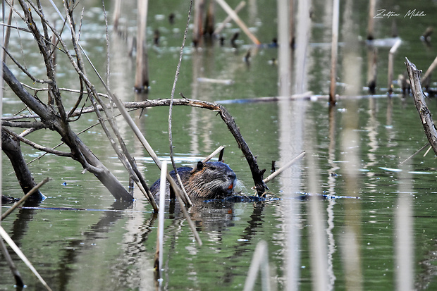 nutria riečna Myocastor coypus