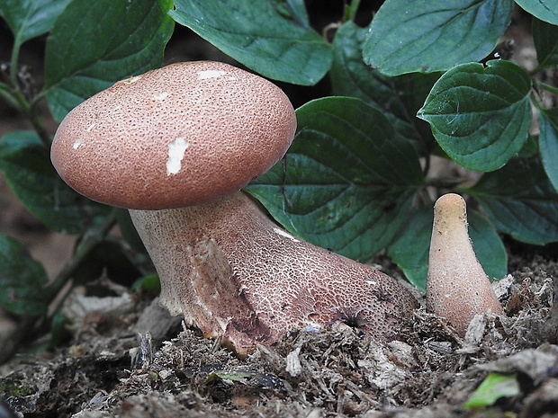 húževnatec pohárovitý Neolentinus schaefferi Redhead & Ginns