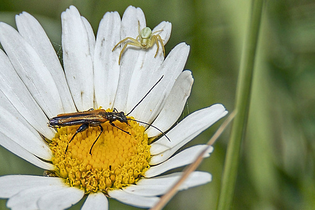 stehnáč  Oedemera femorata