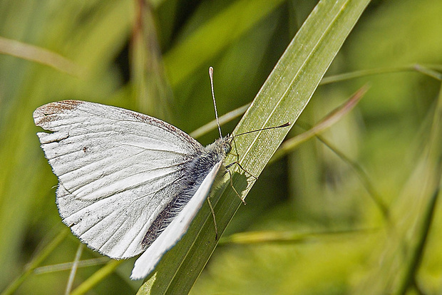 mlynárik repkový Pieris napi