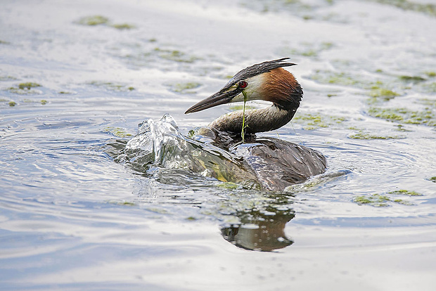 potápka chochlatá  Podiceps cristatus