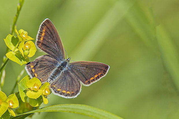 modráčik Polyommatus icarus