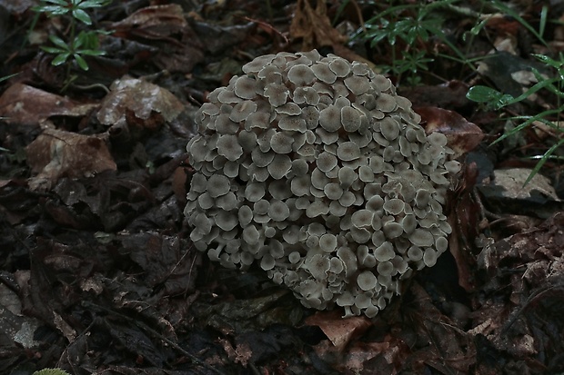 trúdnik klobúčkatý Polyporus umbellatus (Pers.) Fr.