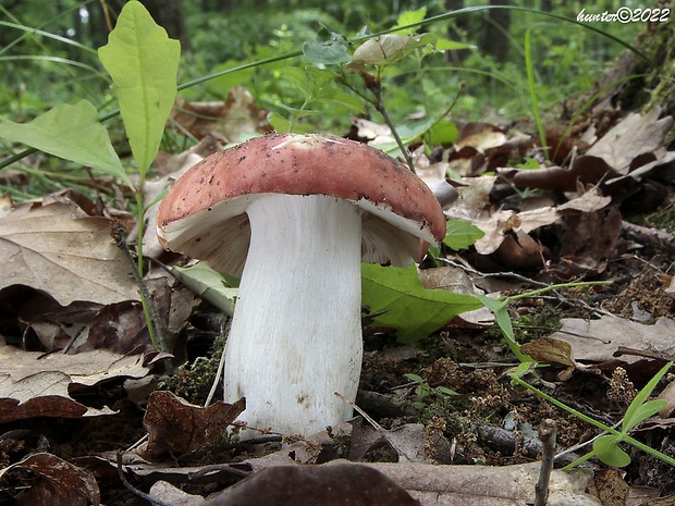 plávka Russula sp.