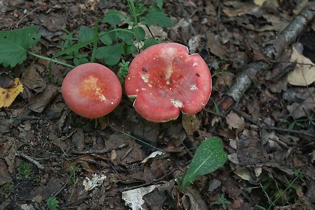 plávka Russula sp.