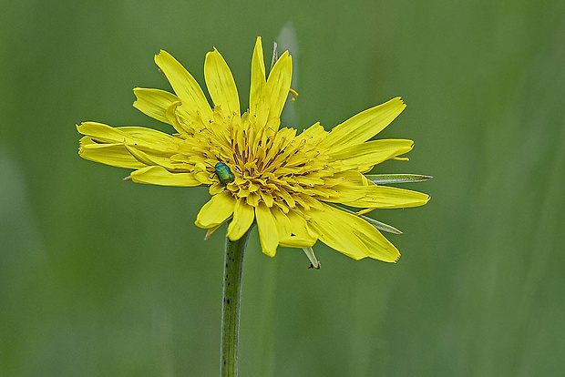 kozobrada lúčna Tragopogon cf. pratensis L.