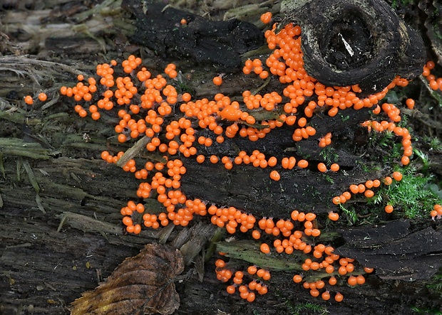 vlasnačka Trichia sp.