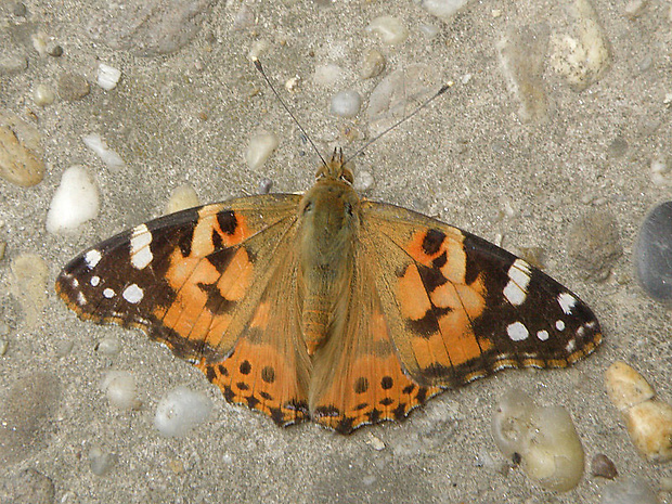 babôčka bodliaková Vanessa cardui