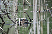 nutria riečna