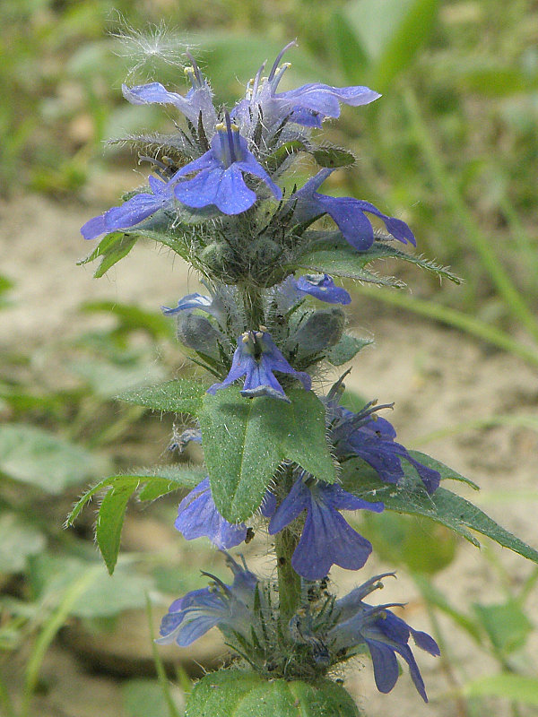 zbehovec ženevský Ajuga genevensis L.