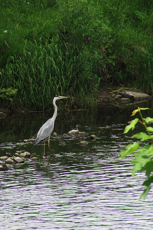 volavka popolavá Ardea cinerea