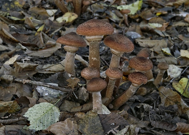 podpňovka Armillaria sp.