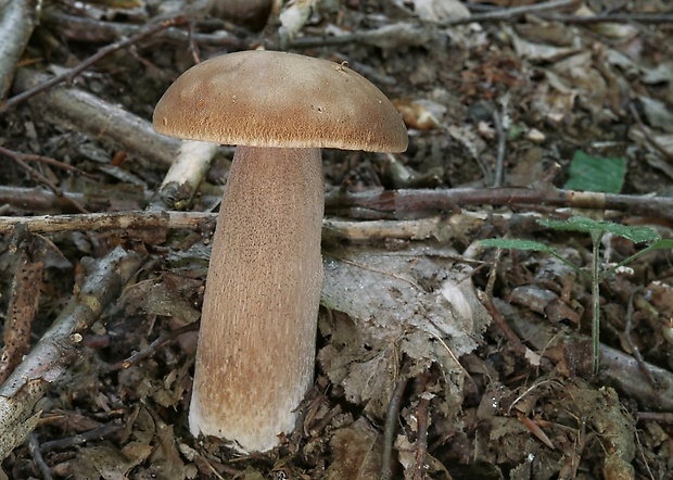 hríb dubový Boletus reticulatus Schaeff.