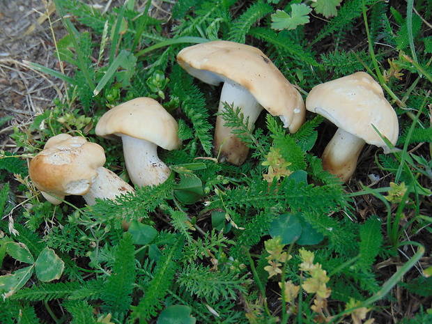 čírovnica májová Calocybe gambosa (Fr.) Donk