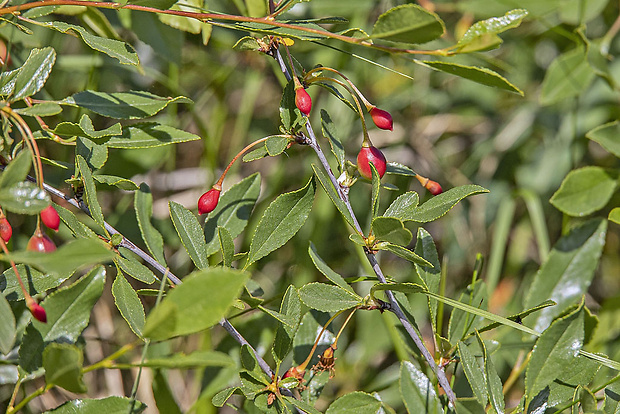 čerešňa krovitá Cerasus fruticosa Pall.