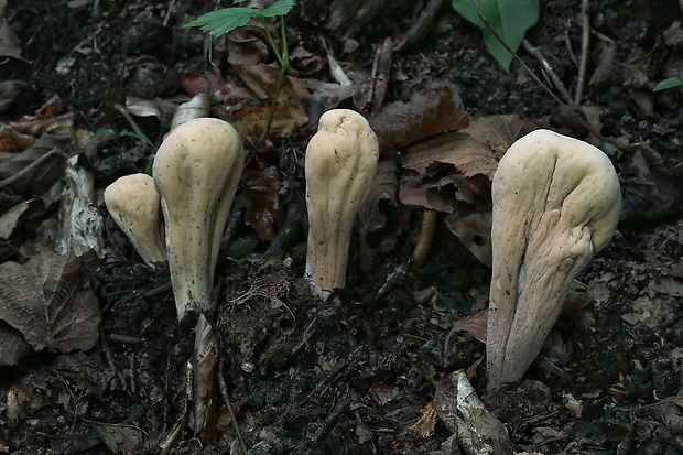 kyjak obrovský Clavariadelphus pistillaris (Fr.) Donk