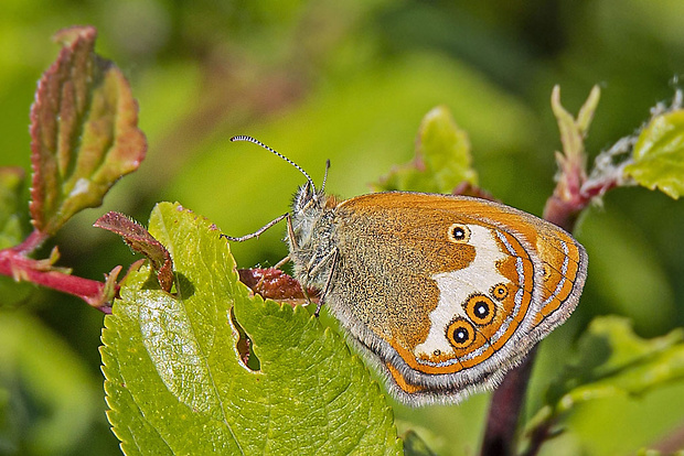 očkáň medničkový  Coenonympha arcania