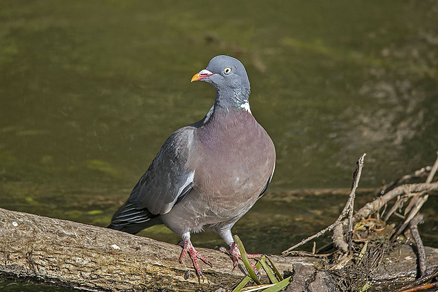 holub hrivnák  Columba palumbus