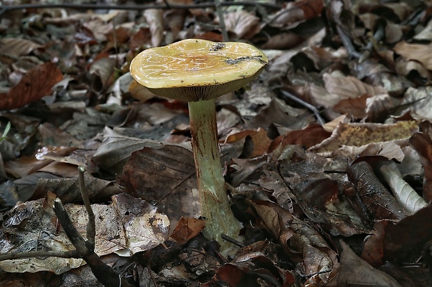 pavučinovec Cortinarius sp.