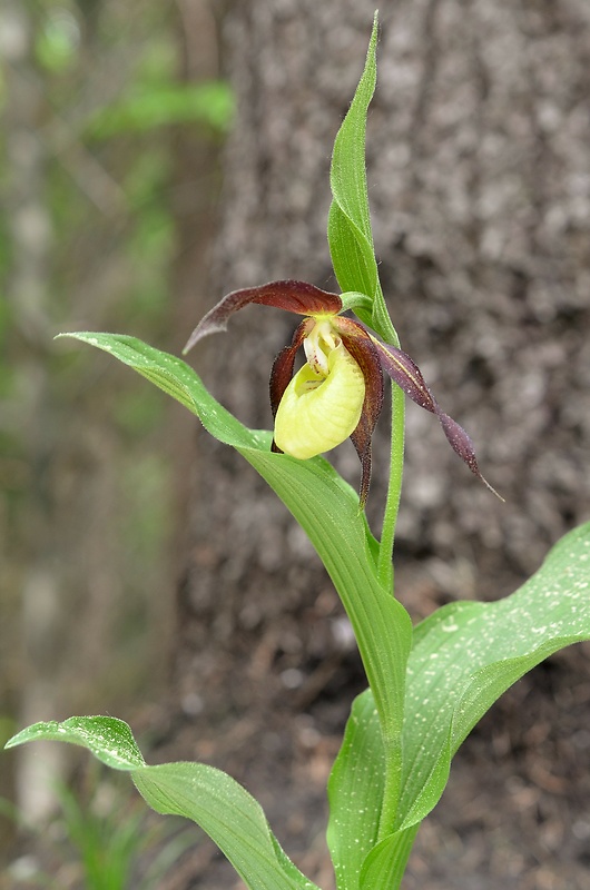 črievičník papučkový Cypripedium calceolus L.