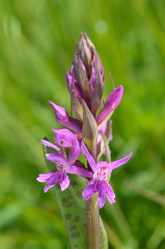 vstavačovec laponský Dactylorhiza lapponica (Laest. ex Hartm.) Soó