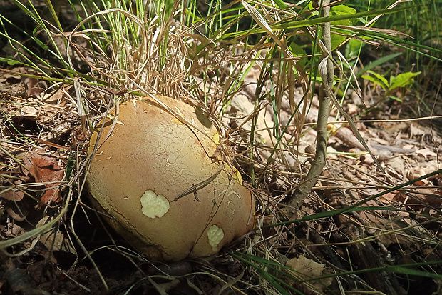 hríb plavý Hemileccinum impolitum (Fr.) Šutara