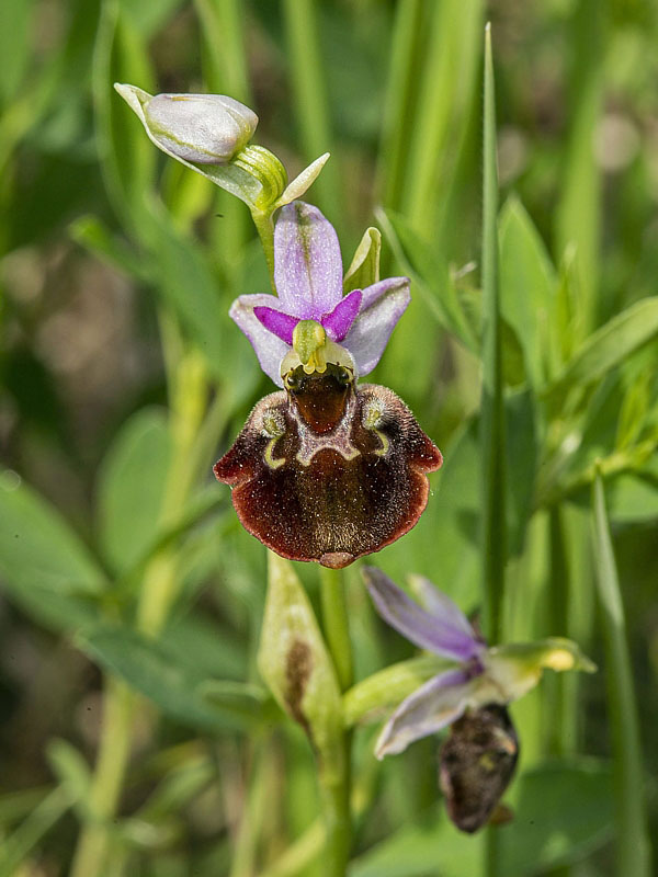 hmyzovník holubyho Ophrys holubyana András.