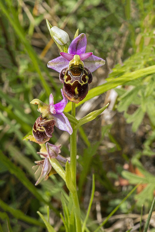 hmyzovník Ophrys sp.