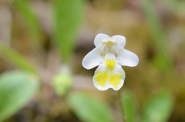 tučnica alpínska Pinguicula alpina L.