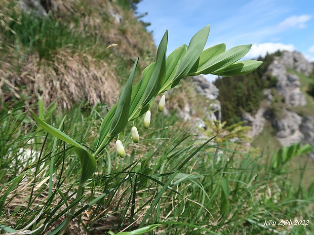 kokorík voňavý Polygonatum odoratum (Mill.) Druce