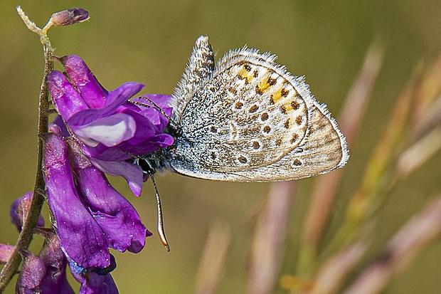 modráčik obyčajný Polyommatus icarus