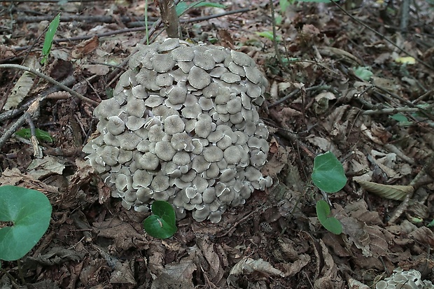 trúdnik klobúčkatý Polyporus umbellatus (Pers.) Fr.