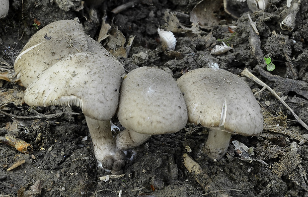 drobuľka topoľová Psathyrella populina (Britzelm.) Kits van Wav.