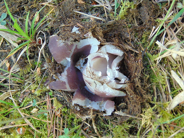 tulipánovka fialová Sarcosphaera coronaria (Jacq.) J. Schröt.