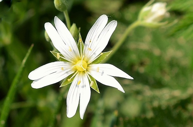 hviezdica veľkokvetá Stellaria holostea L.