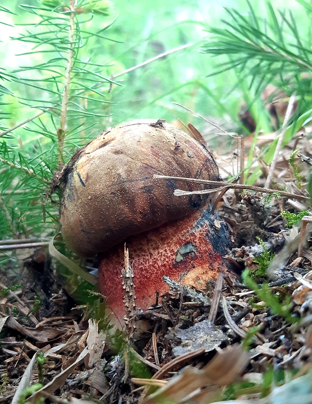 hríb zrnitohlúbikový Sutorius luridiformis (Rostk.) G. Wu & Zhu L. Yang