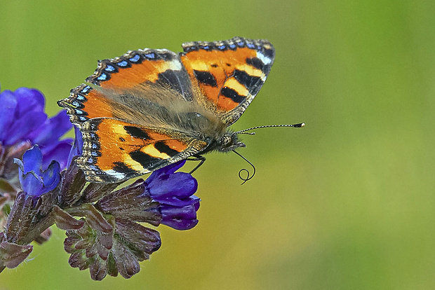 babôčka pŕhľavová  Aglais urticae