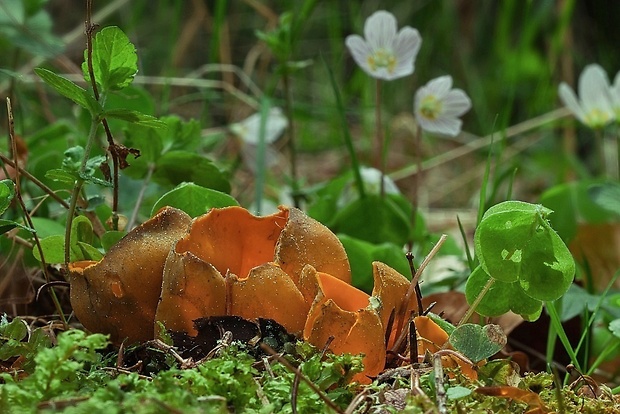 pohárovka ohnivá Caloscypha fulgens (Pers.) Boud.